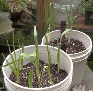 Garlics (front) Leeks (in back) 