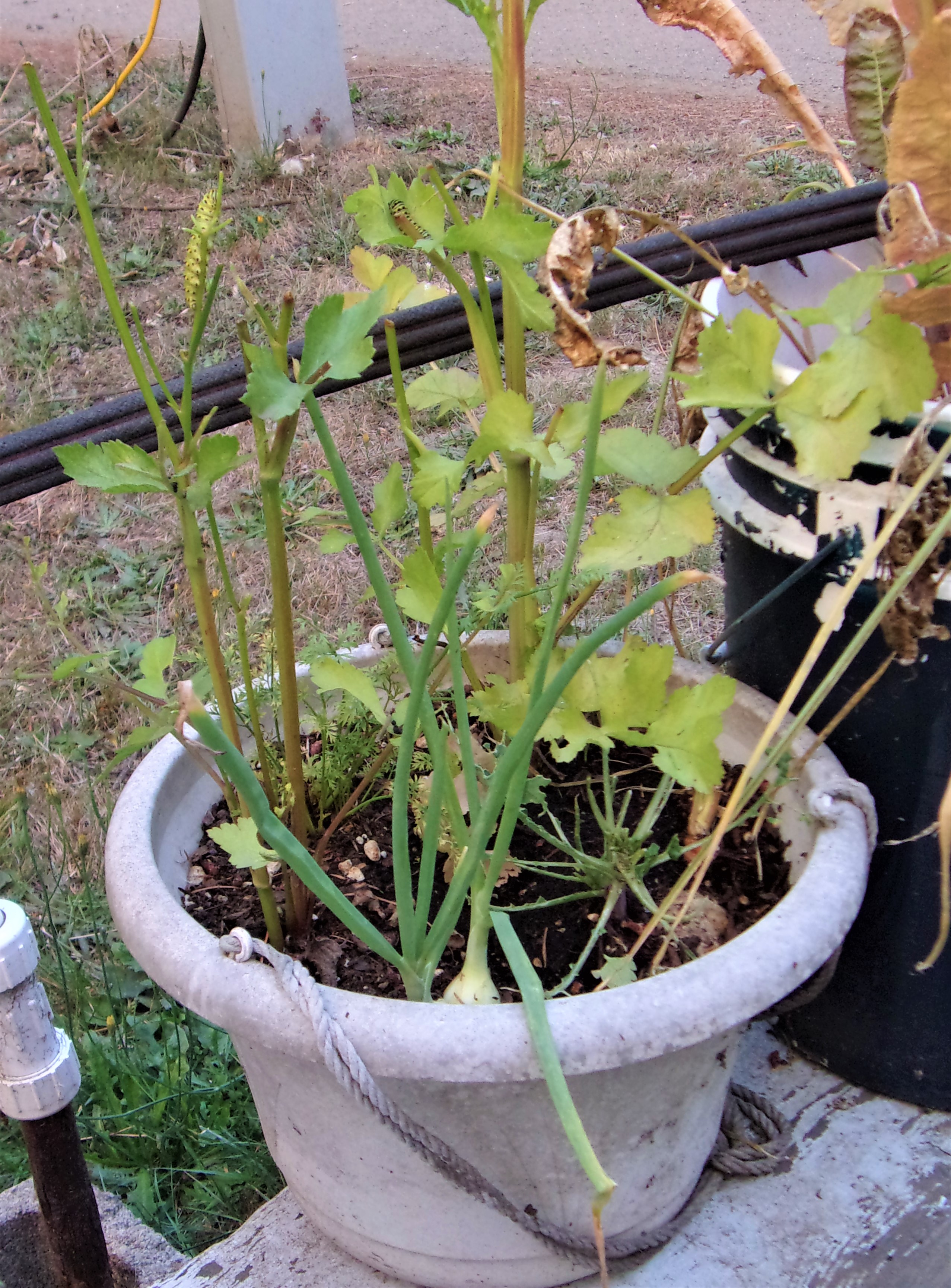 KODAK Digital Still Camera