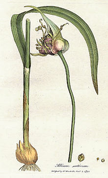 220px-allium_sativum_woodwill_1793
